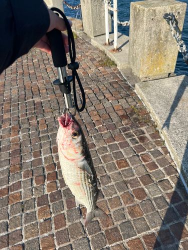 ボラの釣果