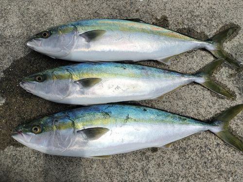 ハマチの釣果