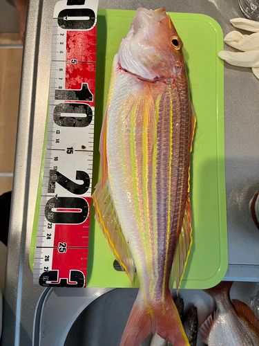 レンコダイの釣果