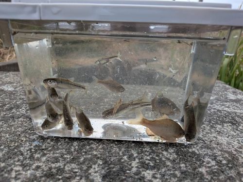 タナゴの釣果