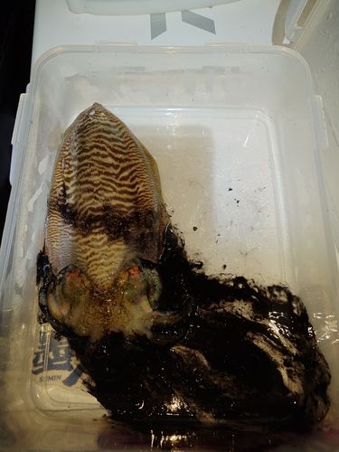 コウイカの釣果