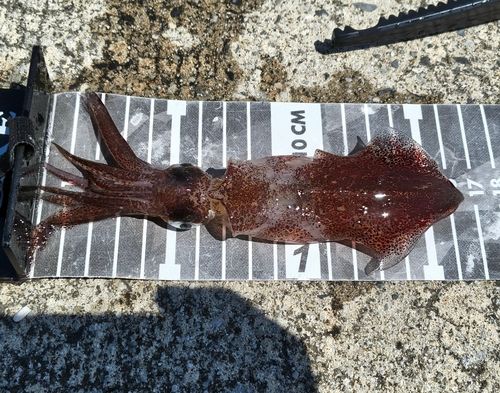 ヒイカの釣果