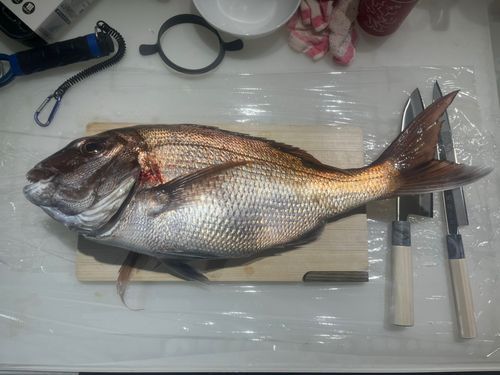 タイの釣果