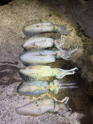 イカの釣果
