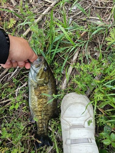 スモールマウスバスの釣果