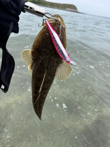 マゴチの釣果