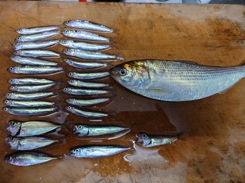 イワシの釣果