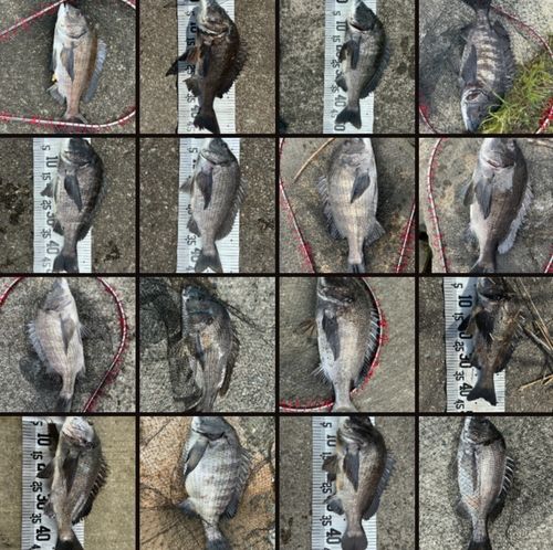 チヌの釣果