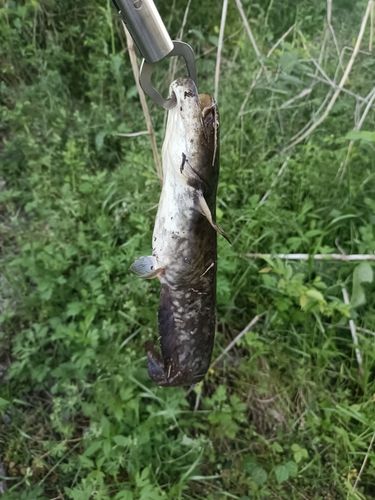 ナマズの釣果