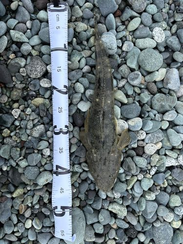 マゴチの釣果
