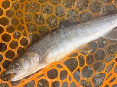 イワナの釣果