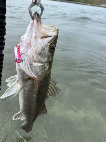 フッコ（マルスズキ）の釣果