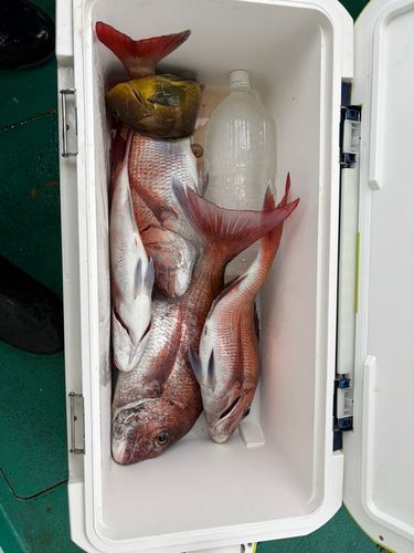 マダイの釣果
