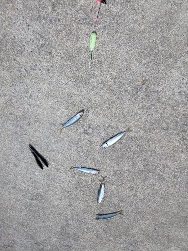サバの釣果