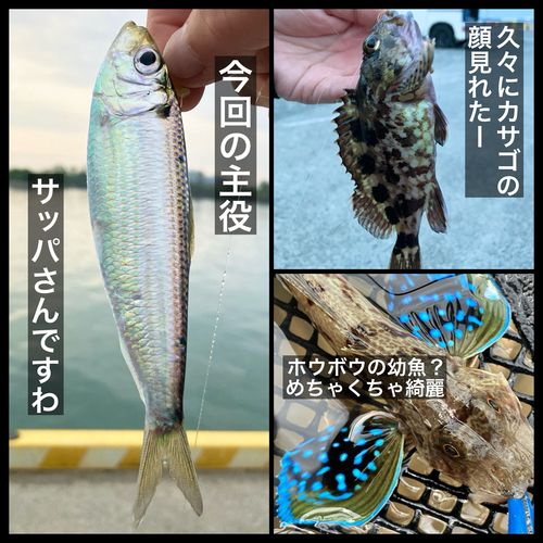 サッパの釣果