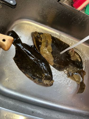 カレイの釣果