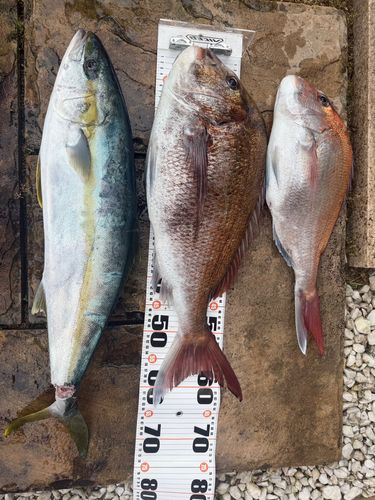 ヒラマサの釣果
