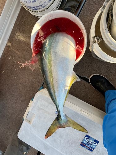 ブリの釣果