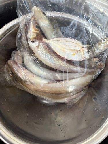 キスの釣果