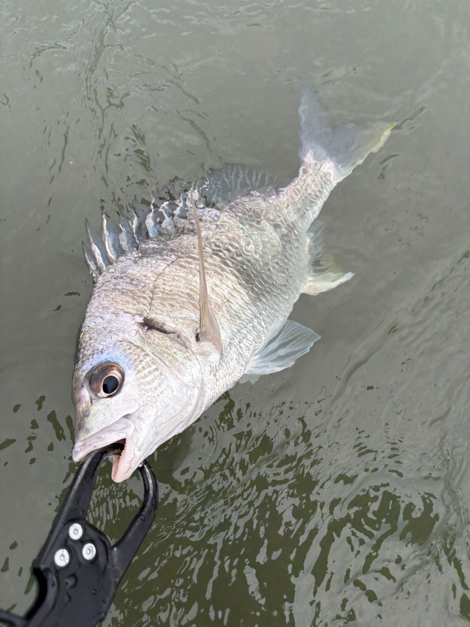 SHIMANO 18ディアルーナ B86Mの最安値・インプレ・釣果 | 本音の口コミ