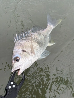 キビレの釣果