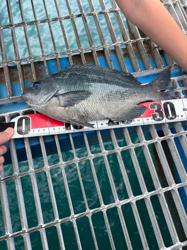 メジナの釣果