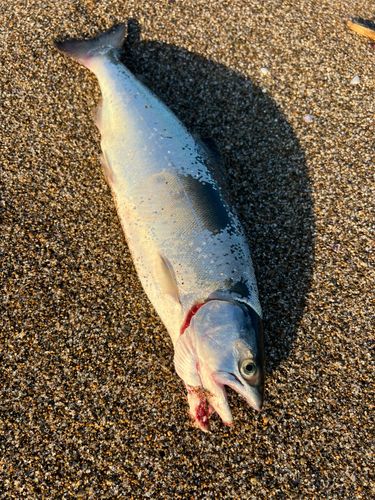 サクラマスの釣果