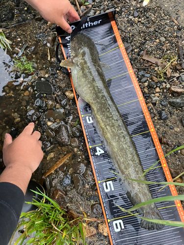 ニホンナマズの釣果
