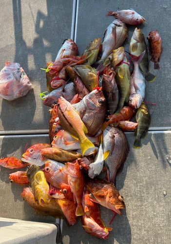 タイの釣果