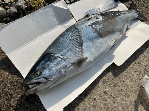 サクラマスの釣果