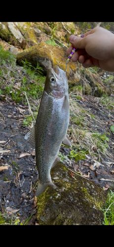 ニジマスの釣果