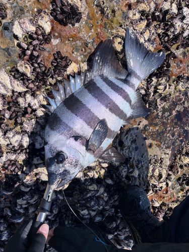 イシダイの釣果