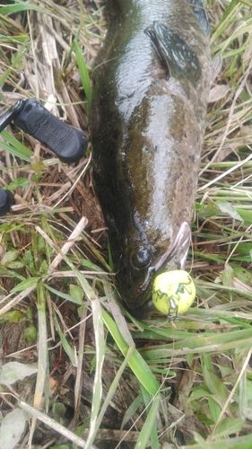 ライギョの釣果