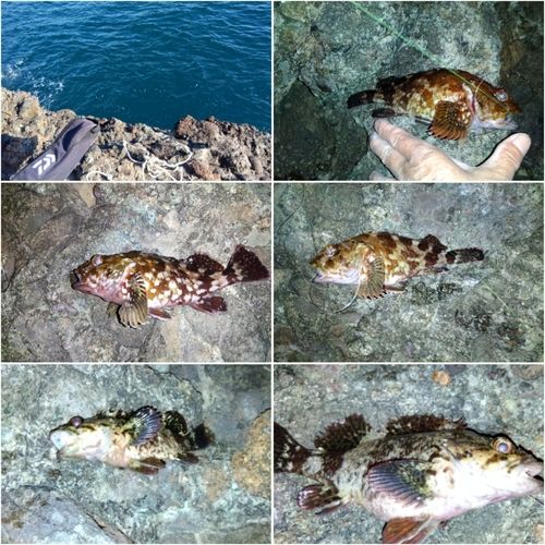 カサゴの釣果