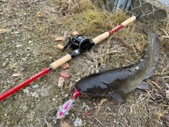 マナマズの釣果