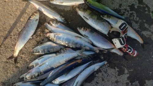ニシンの釣果