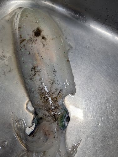 釣果