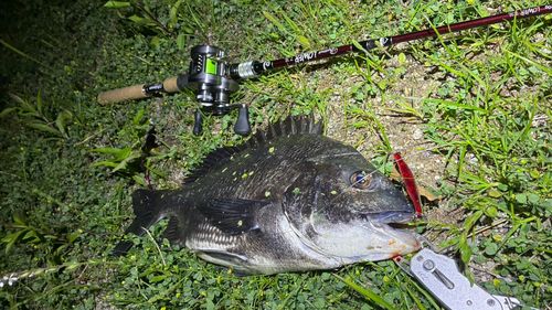 チヌの釣果