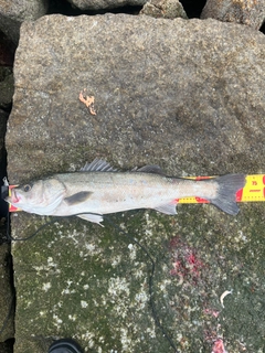 スズキの釣果