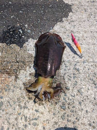 アオリイカの釣果