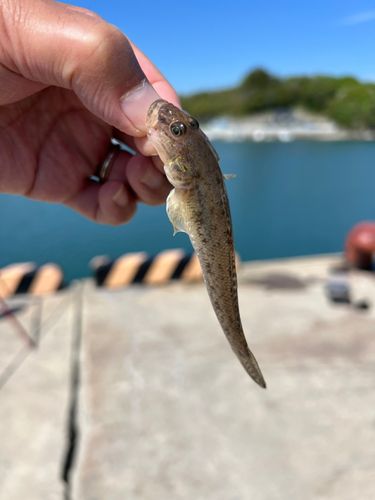 ハゼの釣果