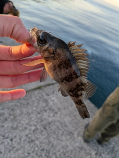 クロメバルの釣果