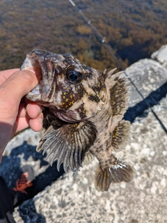 オウゴンムラソイの釣果
