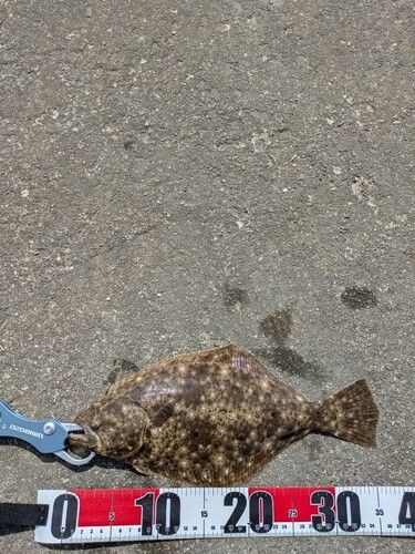 ソゲの釣果