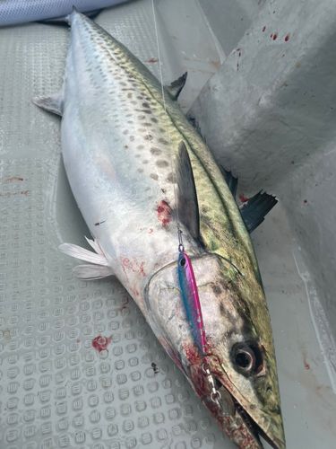 サワラの釣果