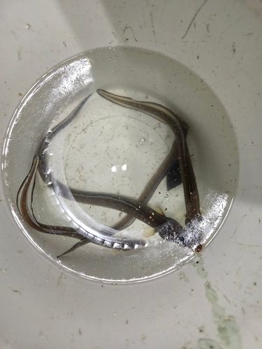 アナゴの釣果
