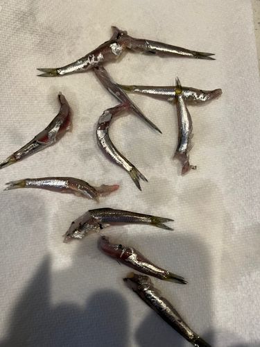 カタクチイワシの釣果