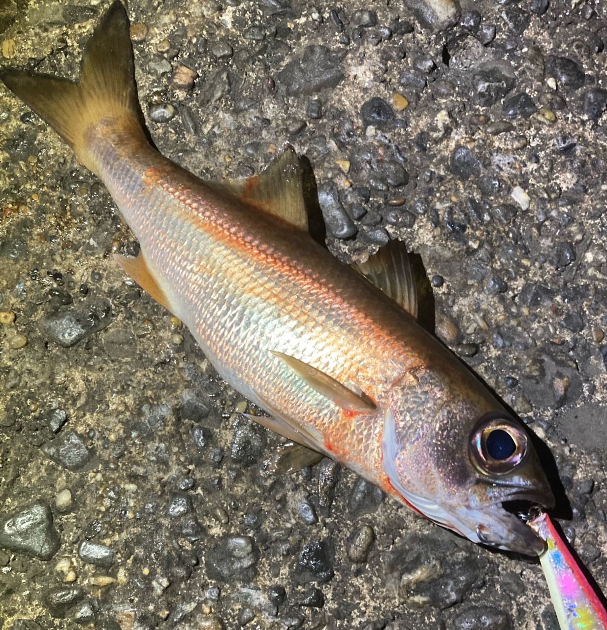 DAIWA 22オーバーゼア 100MHHの最安値・インプレ・釣果 | 本音の口コミ