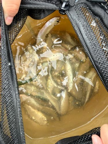 カタクチイワシの釣果