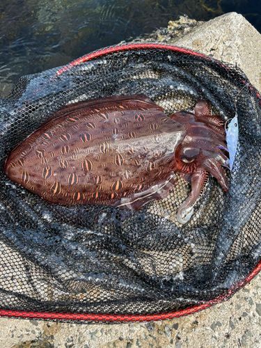 カミナリイカの釣果